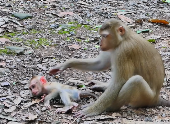Baby monkey Lucie eating solid food for the first time while her mother Luna watches in the Angkor Wat forest.
