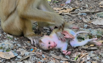 Baby monkey Lucie and mother Luna in the Angkor Wat forest, searching for food at dawn.