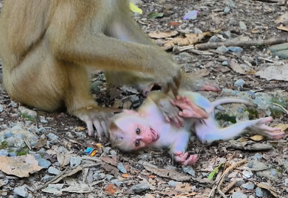 Baby monkey Lucie and mother Luna in the Angkor Wat forest, searching for food at dawn.