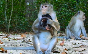 Monkey Anna attacks baby Alba in Angkor forest while other monkeys watch silently.