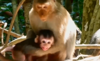 A worried mother monkey reaches toward her baby clinging to a high tree branch in the Angkor Wat forest.