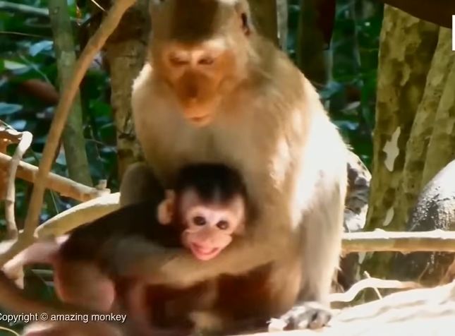 A worried mother monkey reaches toward her baby clinging to a high tree branch in the Angkor Wat forest.