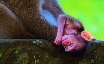 Newborn baby monkey clinging to its mother on a high tree branch in Angkor Wat forest.