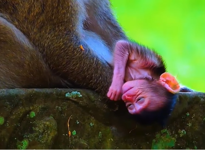 Newborn baby monkey clinging to its mother on a high tree branch in Angkor Wat forest.