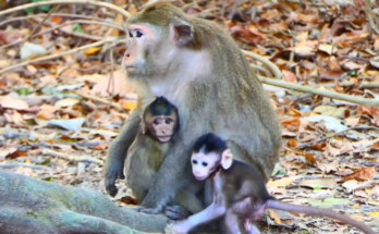 Baby macaque Draya hurt and alone under Angkor Wat forest trees, surrounded by aggressive adult female monkeys