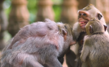 Baby Berila smiling brightly while jumping on soft forest ground, with parents watching proudly under sunlight filtering through the Angkor Wat trees.