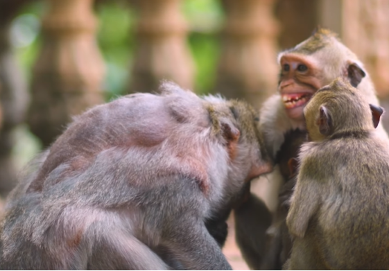 Baby Berila smiling brightly while jumping on soft forest ground, with parents watching proudly under sunlight filtering through the Angkor Wat trees.