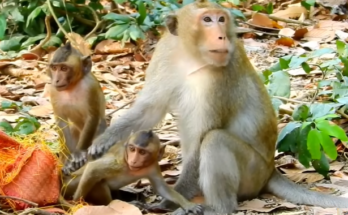A tiny baby monkey stuck between thick jungle roots in the forest near Angkor Wat, its eyes wide and pleading.