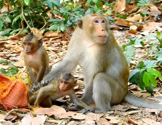 A tiny baby monkey stuck between thick jungle roots in the forest near Angkor Wat, its eyes wide and pleading.