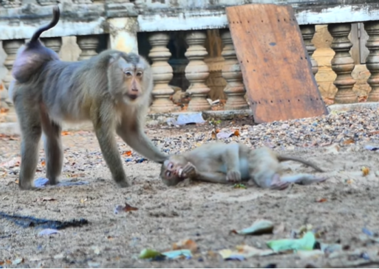 A frightened young monkey named MOKA being reunited with her mother in the Angkor Wat forest after being surrounded by a rival troop