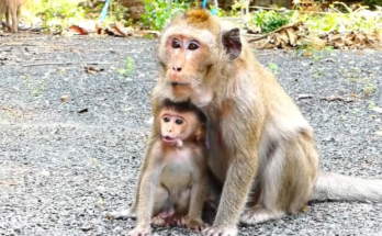 Little Mila sitting alone on the forest floor, surrounded by towering trees, clutching a blanket and staring into the distance with fear and sorrow.