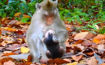 “Young mother holding her newborn baby among moss‑covered Angkor temple ruins at sunrise”