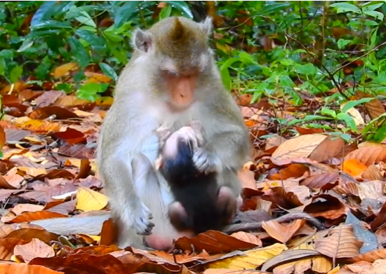 Young mother holding her newborn baby among moss‑covered Angkor temple ruins at sunrise