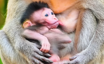 Baby macaque suckling milk from mother’s chest in forest near Angkor Wat, tender embrace at dawn.