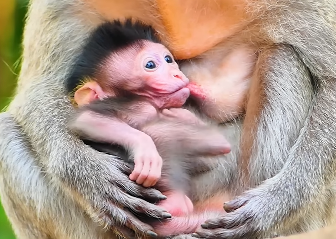 Baby macaque suckling milk from mother’s chest in forest near Angkor Wat, tender embrace at dawn.