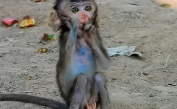 Two wild monkeys in forest near Angkor Wat: a frail one-armed baby monkey sitting beside his protective older brother.