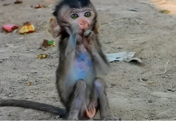 Two wild monkeys in forest near Angkor Wat: a frail one-armed baby monkey sitting beside his protective older brother.