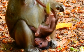 Tiny newborn macaque resting in gentle hands in the Angkor Wat forest, morning light shining through trees.”