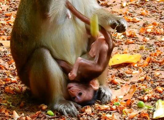 Tiny newborn macaque resting in gentle hands in the Angkor Wat forest, morning light shining through trees.