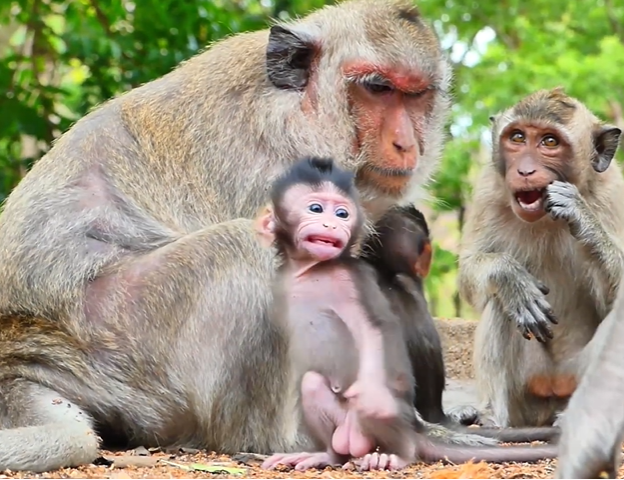 Baby Sippo monkey clinging to its mother under the dawn light in Angkor forest