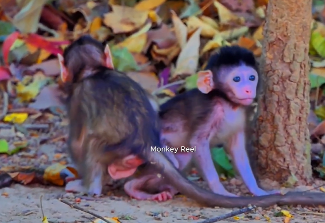 Tiny baby monkey meets stern old mother in Angkor Wat forest, learning a playful lesson about respect and boundaries.