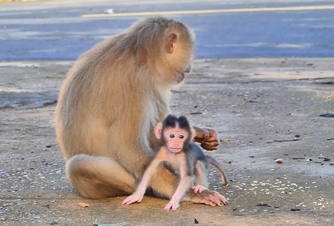 Newborn monkey clinging tightly to its mother in the forest near Angkor Wat, sunlight filtering through the canopy.