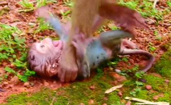 A mother macaque in the Angkor Wat forest gently cradles her newborn after accidentally dropping her, creating a raw, emotional moment of fear and love.