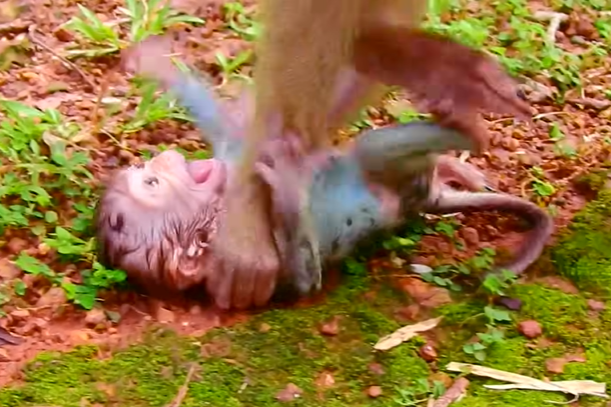 A mother macaque in the Angkor Wat forest gently cradles her newborn after accidentally dropping her, creating a raw, emotional moment of fear and love.