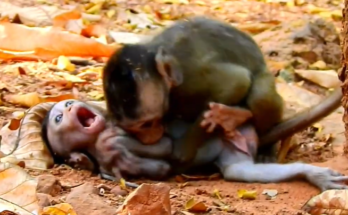 Baby monkey Alba resting beside young Tobias on a sunlit tree branch in the Angkor Wat forest.