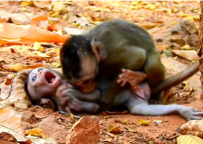 Baby monkey Alba resting beside young Tobias on a sunlit tree branch in the Angkor Wat forest.