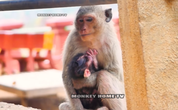 A newborn gazes tenderly up at his/her mother’s face in the jungle near ancient stone ruins.