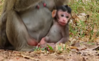 Tiny newborn lying curled under forest leaves near ancient trees — a sorrowful scene under Angkor Wat canopy.