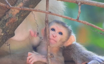 A calm baby monkey named Rina sits quietly in her mother’s arms inside the Angkor Wat forest, showing the purest form of love and trust.