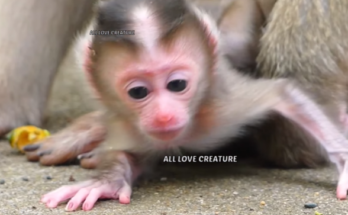 Tiny baby monkey falls while learning to walk in Angkor Wat forest, cradled gently by mother.