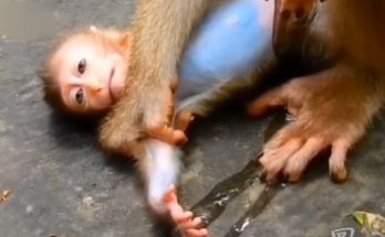 A tiny baby monkey clings tightly to its mother, eyes wide with fear and hope, in the lush forest surrounding Angkor Wat.