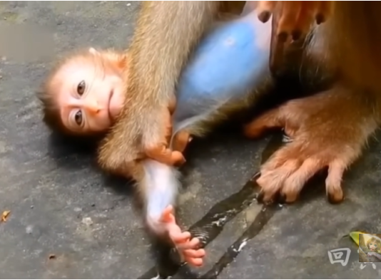 A tiny baby monkey clings tightly to its mother, eyes wide with fear and hope, in the lush forest surrounding Angkor Wat.