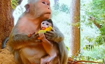 Macaque mother holding a mango and her newborn baby in the Angkor Wat jungle.