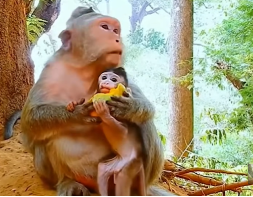 Macaque mother holding a mango and her newborn baby in the Angkor Wat jungle.