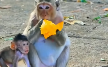 A trembling baby monkey crouches under a fig tree, tiny hands reaching forward — the mother monkey stands nearby, clutching fruit tightly, turned away.