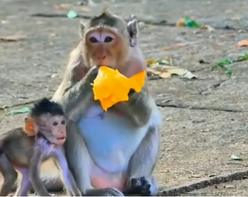 A trembling baby monkey crouches under a fig tree, tiny hands reaching forward — the mother monkey stands nearby, clutching fruit tightly, turned away.