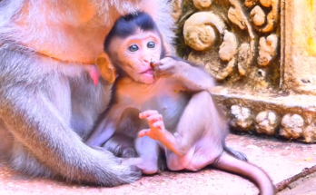Baby Berila clinging to her mother beneath moss‑ridden ruins at Angkor Wat forest