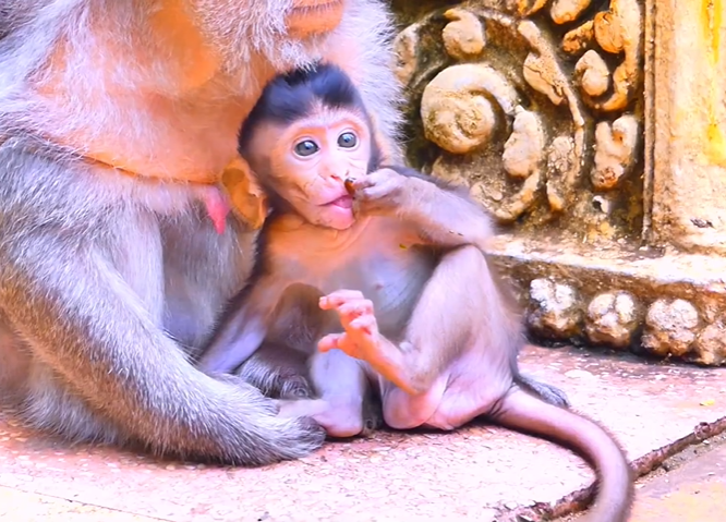 Baby Berila clinging to her mother beneath moss‑ridden ruins at Angkor Wat forest
