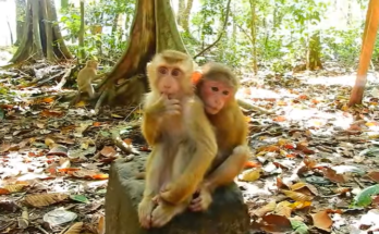 Baby monkey hilariously dancing to Baila music in the lush Angkor Wat forest, spreading laughter and joy.