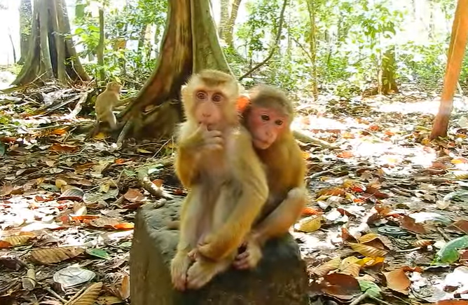 Baby monkey hilariously dancing to Baila music in the lush Angkor Wat forest, spreading laughter and joy.