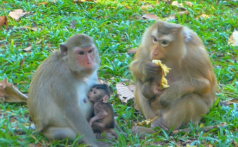 “Mama Rose guiding baby Rina as she takes her first playful steps in the Angkor Wat forest, meeting Patch for the first time.