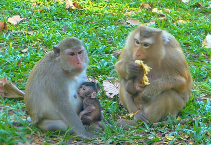 Mama Rose guiding baby Rina as she takes her first playful steps in the Angkor Wat forest, meeting Patch for the first time.