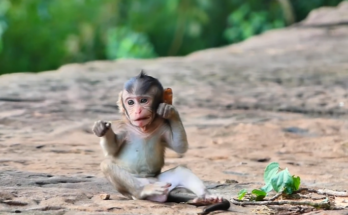 “Baby monkey Brandy reaches out to play with friend Pay-A while looking for her mother Brinn in Angkor Wat forest.