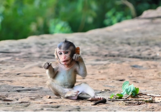 Baby monkey Brandy reaches out to play with friend Pay-A while looking for her mother Brinn in Angkor Wat forest.
