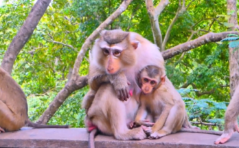 A mother monkey hugs her baby tightly in the Angkor Wat forest as light filters through the jungle canopy.