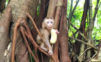 Young macaque eats a banana offered by its mother beneath the forest canopy near Angkor Wat.